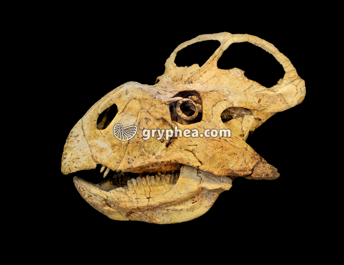 Protoceratops (Crétacé, Mongolie) - gryphea.org